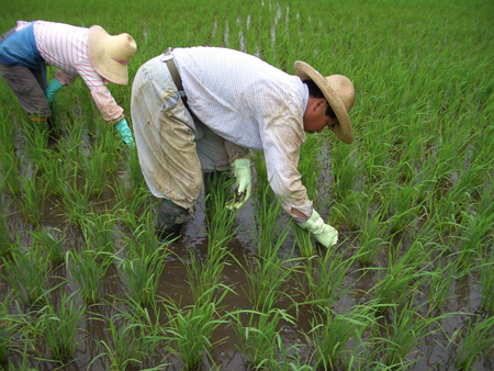 一本一本人手で地道に雑草取りします